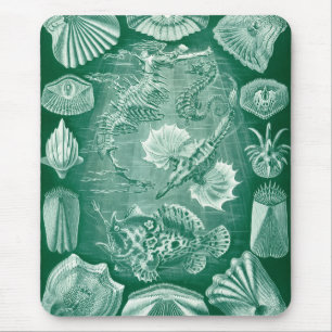 Mousepad Conchas e Peixes Teleostei Vintage por Ernst Haeck