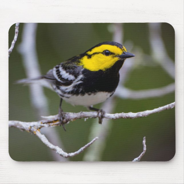 Mousepad Condado de Kinney, Texas. Warbler de ouro (Frente)