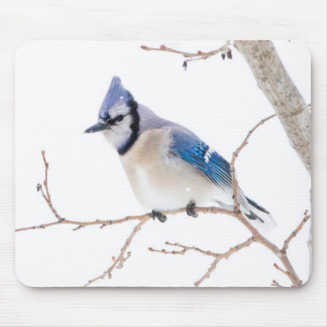 Mousepad Condado de Wichita, Texas. Blue Jay (Frente)