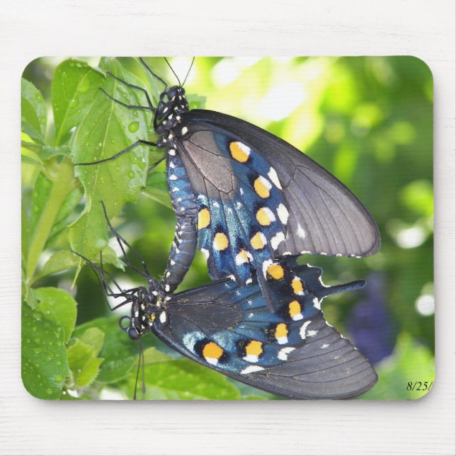 Mousepad Congresso, borboleta de Pipevine Swallowtail da (Frente)
