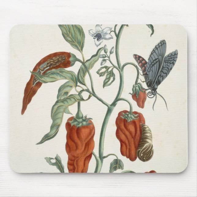 Mousepad Consolda-maior, "de um erval curioso", 1782 (Frente)