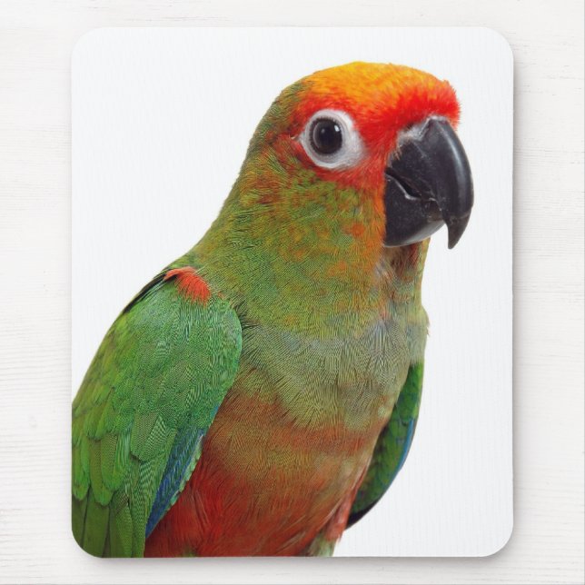 Mousepad conure Ouro-tampado (Frente)