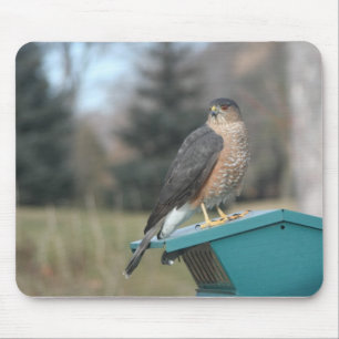 Mousepad Coopers Hawk