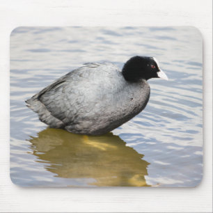 Mousepad Coot Eurasiano