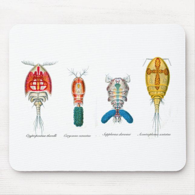 Mousepad Copepods (Frente)