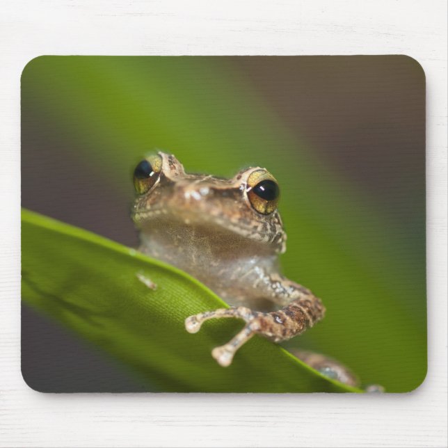 Mousepad Coqui comum, Eleutherodactylus coqui (Frente)