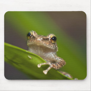 Mousepad Coqui comum, Eleutherodactylus coqui, El