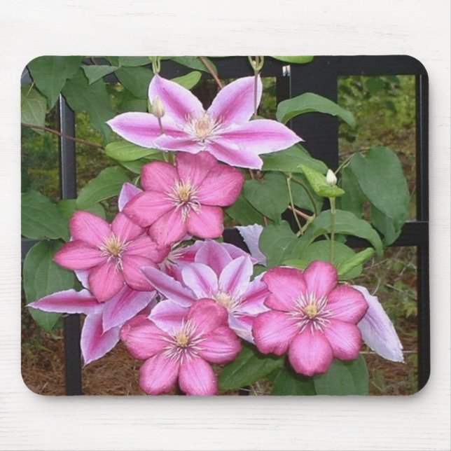 Mousepad cor-de-rosa da flor do clematis AA (Frente)
