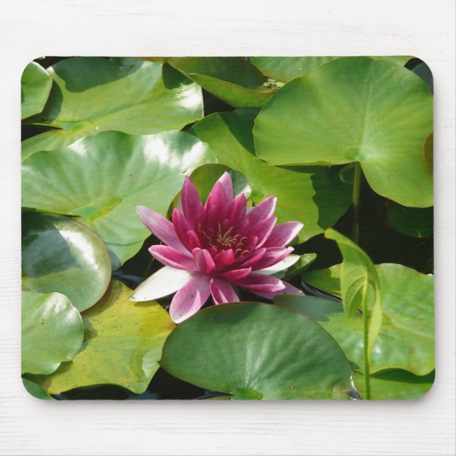 Mousepad cor-de-rosa do lírio de água (Frente)