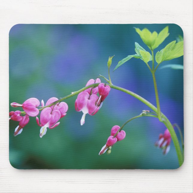 Mousepad Corações sangrando rosa no jardim. Crédito como: (Frente)