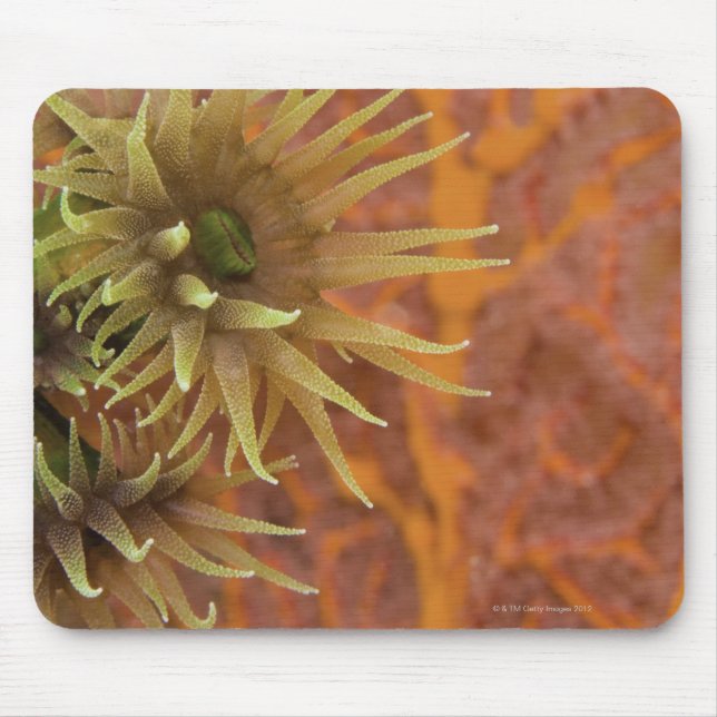 Mousepad Coral de copo laranja (Frente)