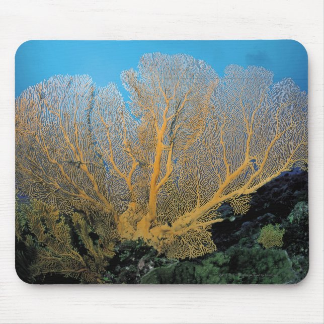 Mousepad Coral de Gorgonian (Frente)