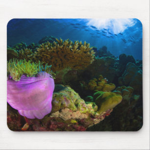Mousepad Coral do Mar Tropical
