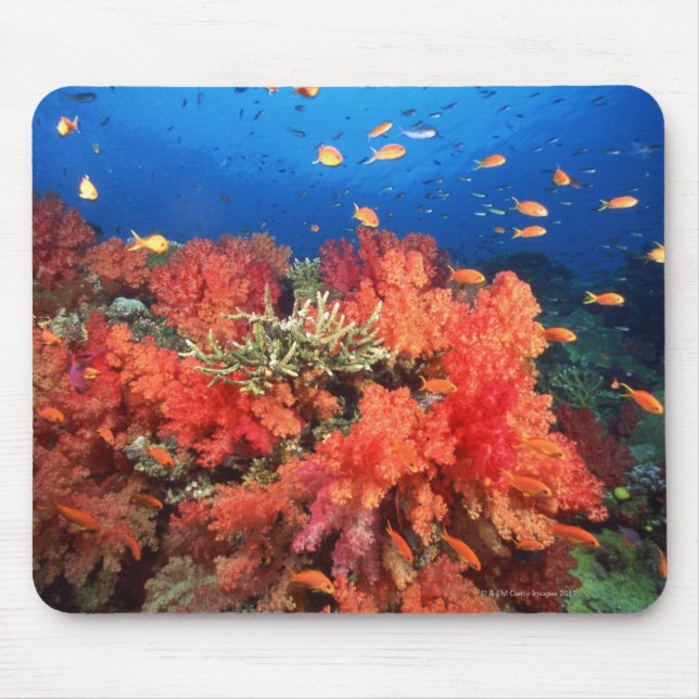 Mousepad Coral e peixe (Frente)