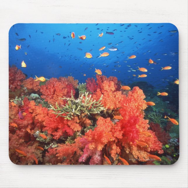 Mousepad Coral e peixe (Frente)