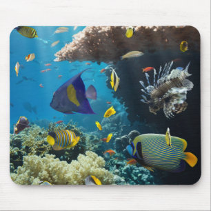 Mousepad Coral e peixes no Mar Vermelho, Egipto