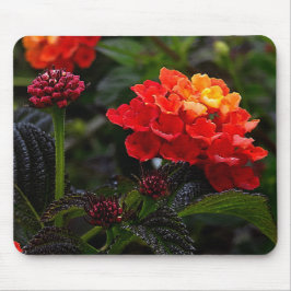 Mousepad Corante Vermelho Laranja Lantana nº 1-2