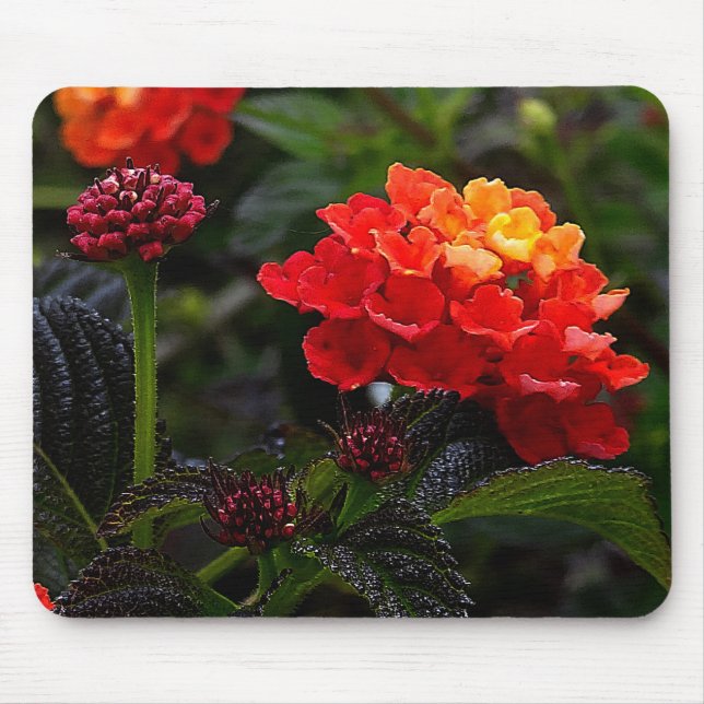 Mousepad Corante Vermelho Laranja Lantana nº 1-2 (Frente)