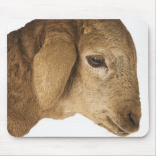 Mousepad Cordeiro doméstico