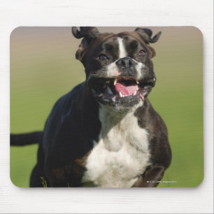 Mousepad Corredor do cão
