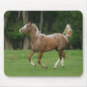 Mousepad Corredor do cavalo do Appaloosa