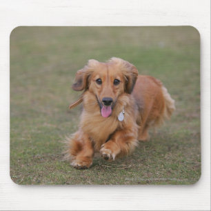 Mousepad Corredor do Dachshund de Miniture