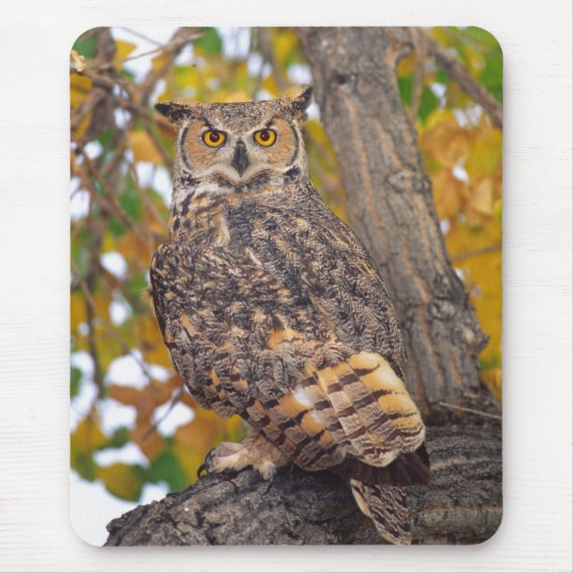 Mousepad Coruja-americana (Frente)