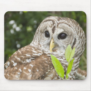 Mousepad Coruja barrada