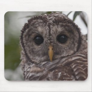 Mousepad Coruja barrada do juvenil (varia do Strix)