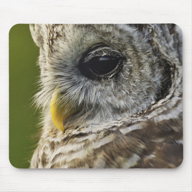 Mousepad Coruja-barreada, Strix varia, Michigan (Frente)