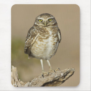Mousepad Coruja Burgueira em uma costela Cholla