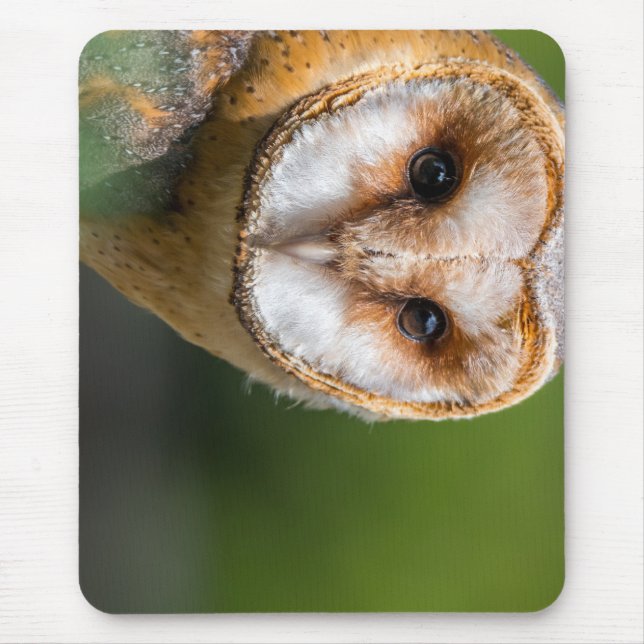 Mousepad coruja, coruja, pássaro (Frente)