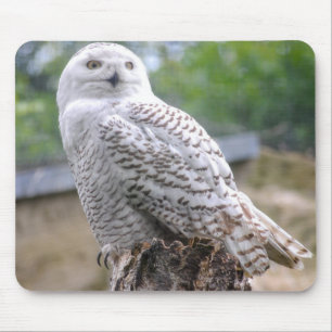 Mousepad Coruja-das-neves