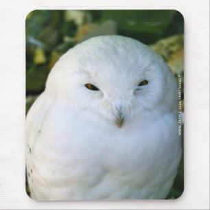 Mousepad Coruja das Neves