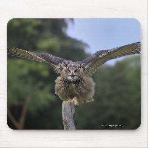 Mousepad Coruja de Eagle (bubão do bubão)