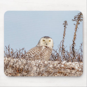 Mousepad Coruja de neve sentada na praia