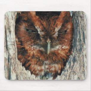 Mousepad Coruja do sono em uma árvore