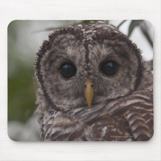 Mousepad Coruja Juvenil Barred (Strix varia) (Frente)