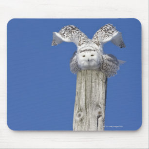 Mousepad Coruja nevado sobre um pólo, preparando-se para