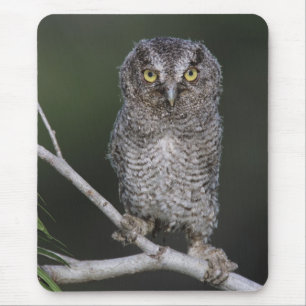 Mousepad Coruja-pequena, Megascops asio, Otus 2