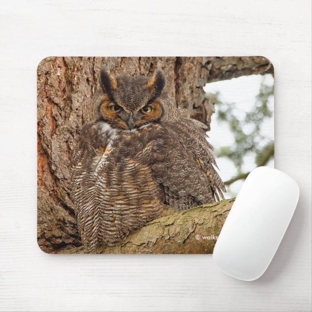 Mousepad Coruja-real no Abeto-de-Douglas (Com mouse)