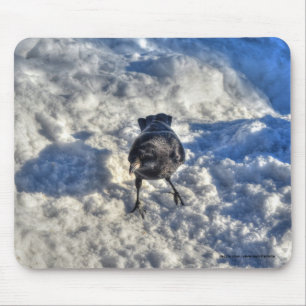 Mousepad Corvo Negro em Foto de Neve
