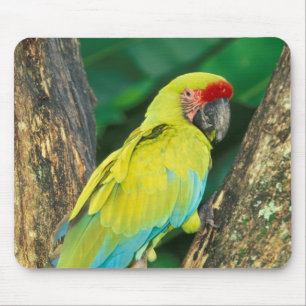Mousepad Costa Rica, Ara Ambigua, Maca Verde Excelente.