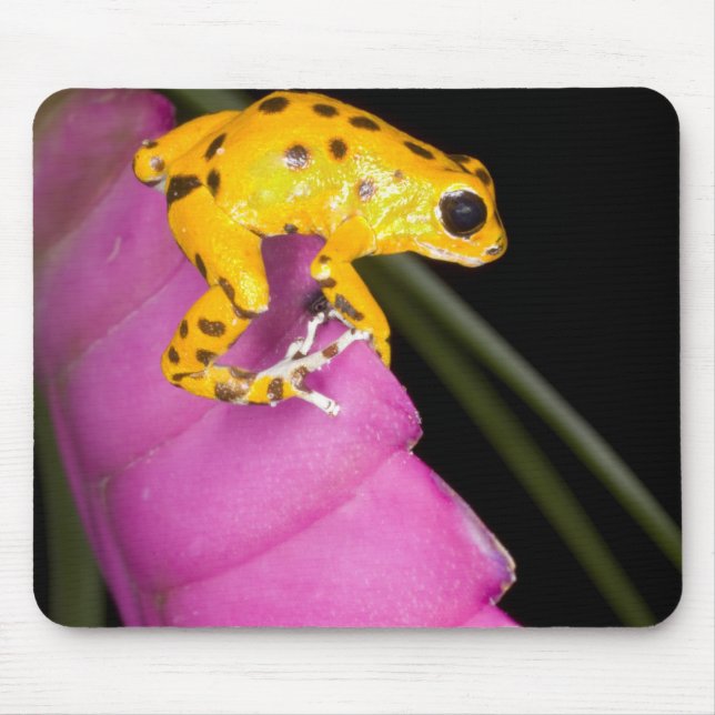 Mousepad Costa Rica. Close-up de sapo venenoso (Frente)