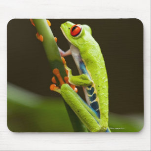 Mousepad Costa Rica, Monteverde, sapo de árvore