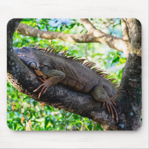 Mousepad Costa Rica, Muelle - Iguana preguiçosa descansand