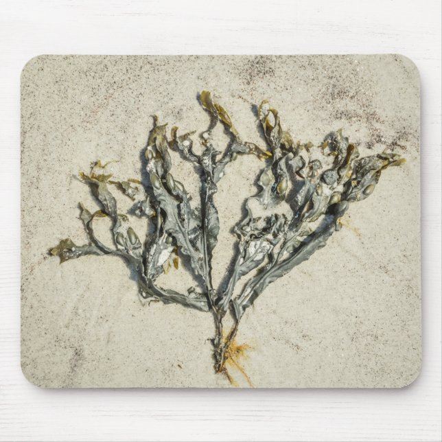 Mousepad Costeira Maine Seaweed em uma praia Sandy (Frente)