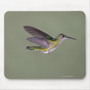 Mousepad costela Branco-necked do melivora de Jacobin