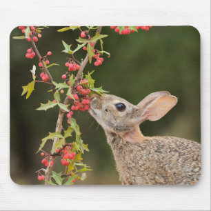 Mousepad Cottontail oriental   Sul do Texas
