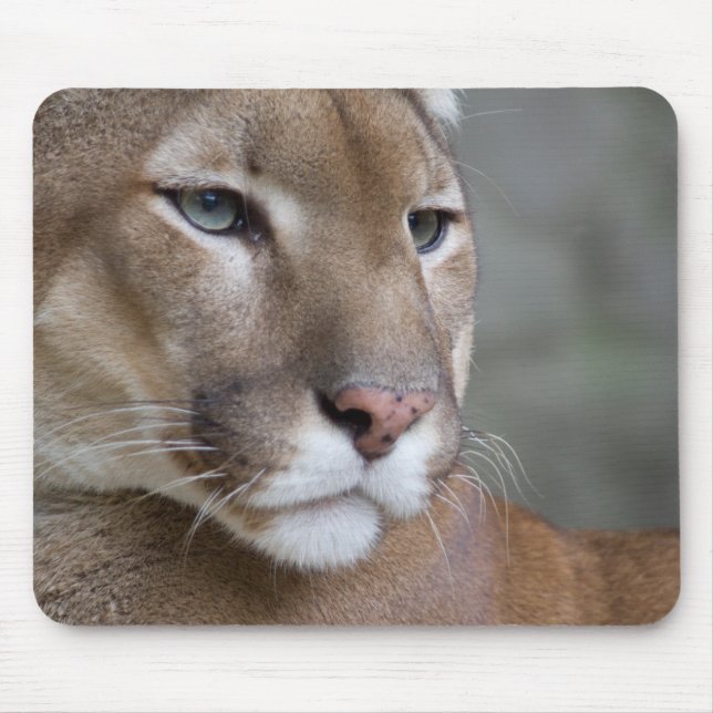 Mousepad COUGAR encara olhos macro gatos selvagens (Frente)